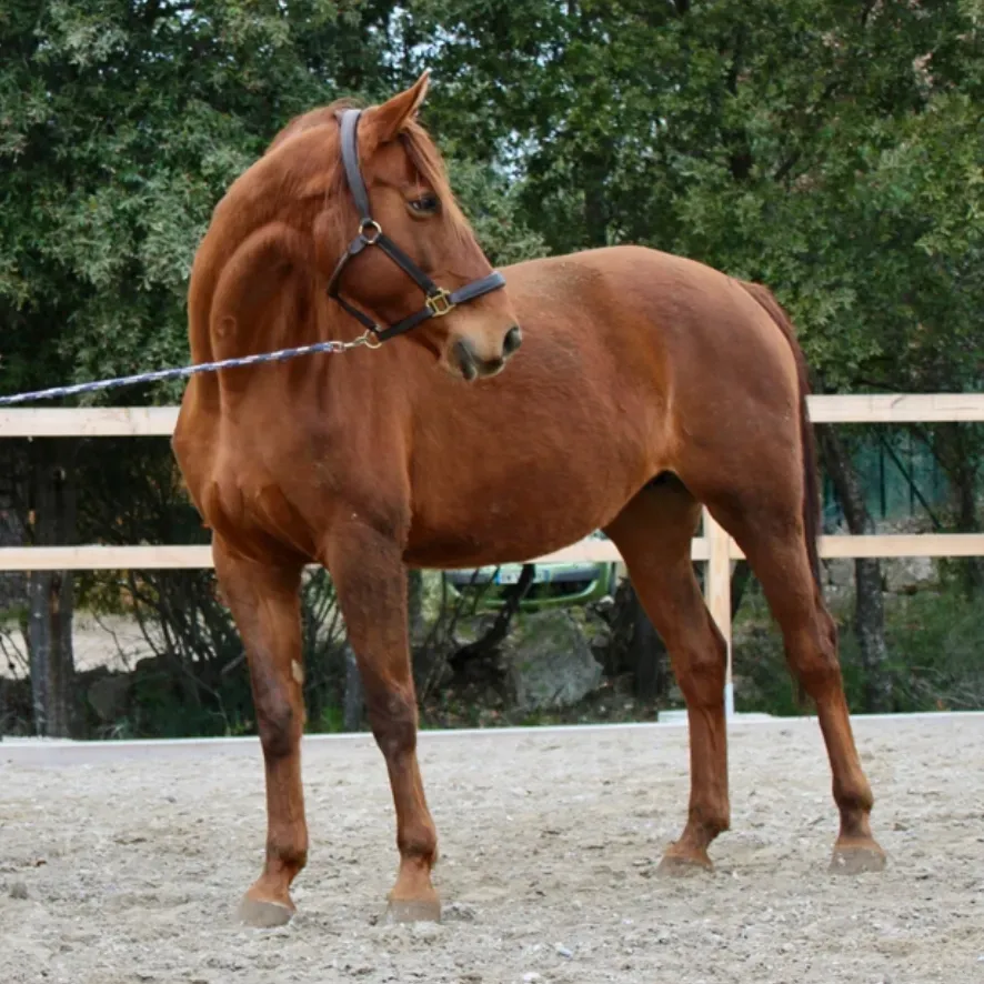 Du Barry de Hus