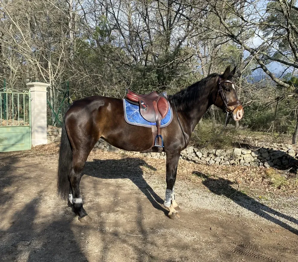 Félicia