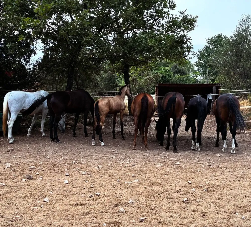 chevaux