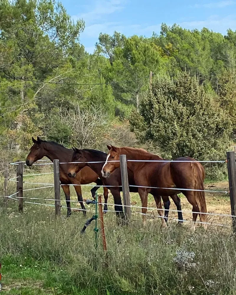 chevaux-pre